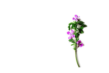 Naklejka na ściany i meble A small bouquet of wildflowers isolated background