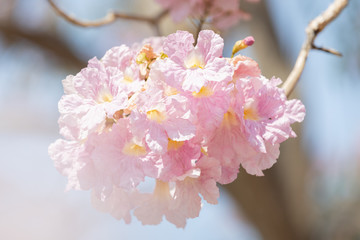 close up of Tabebuia rosea pink trumpet tree 