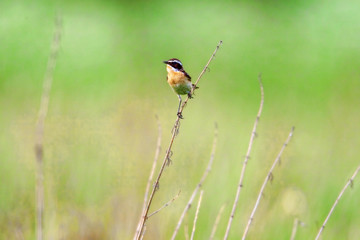 Fototapeta premium Stonechat. Stonechats are robin sized birds.