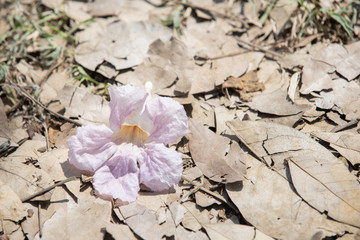 close up of single Tabebuia rosea pink trumpet flower 