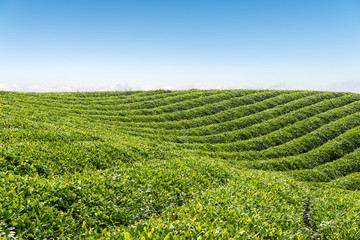 Fototapeta na wymiar tea plantation landscape