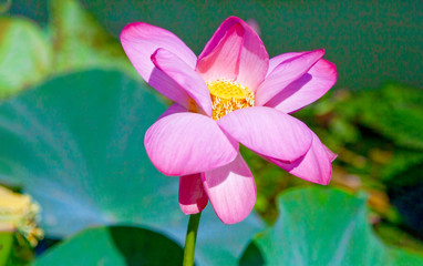 Lotus flowers among the big lake.