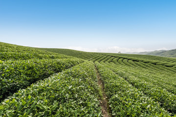 Fototapeta na wymiar beautiful tea plantation landscape