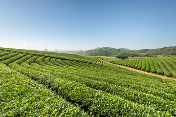 Fototapeta na wymiar tea plantations on a sunny morning
