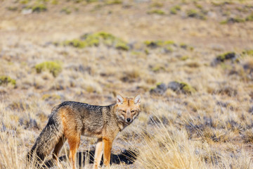 Naklejka na ściany i meble Fox in Patagonia