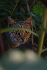 Stray cat with big yellow eyes looking curiously at the camera in grass