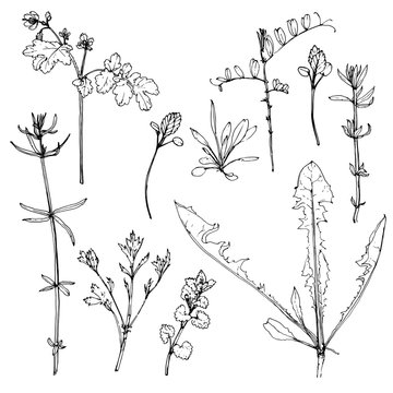vector scetch of plants