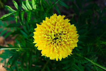 Yellow marigold flowers are very beautiful.