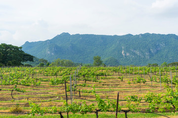 Rows of vineyard grape vines, landscape with green vineyards 