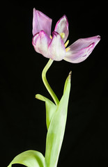 Pink tulip on black background