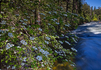 Dogwood blossom in Yosemite Valley