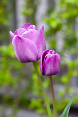 Obraz premium Tulip