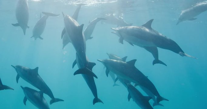 A pod of dolphins swimming and surfacing in pristine blue ocean water, amazing underwater wildlife