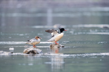 mergus squamatus chinese merganser