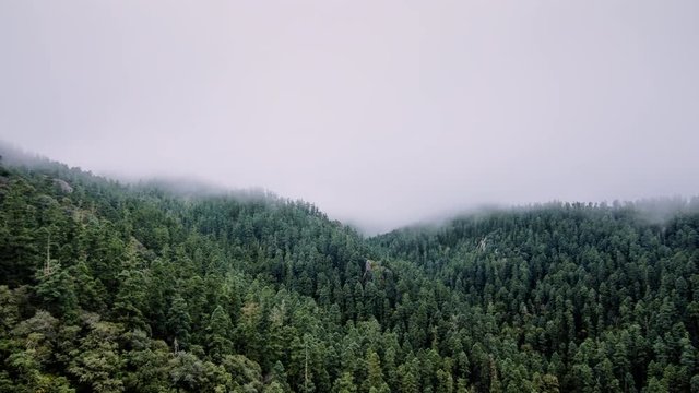 Fog covers the sacred fir forest at the El Chico National Park, in the Mexican state of Hidalgo.