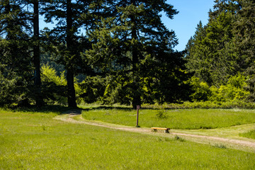 narrow trail on the grass field lead into the forest in the park on a sunny day