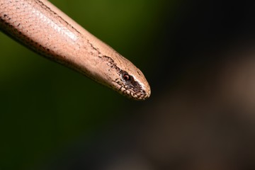 Blindschleiche Lizzard Eidechse Echse Reptil Heimisch Natur Wildlife Outdoors Animal Portrait Snake