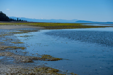 sandy beach on low tide covered with green algae by the ocean with mountain range over the horizon on a clear day