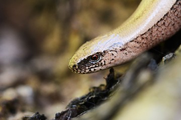 Blindschleiche Lizzard Eidechse Echse Reptil Heimisch Natur Wildlife Outdoors Animal Portrait Snake