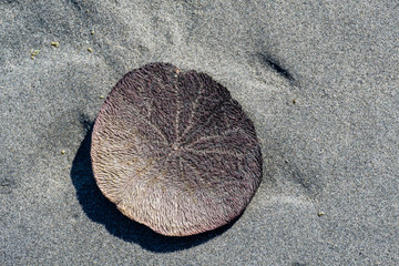 close up of a sand dollar sun bathing on sandy beach
