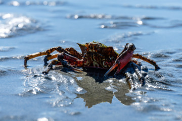a  kelp covered cryptic kelp crab resting on the sandy beach with low water level on a sunny day