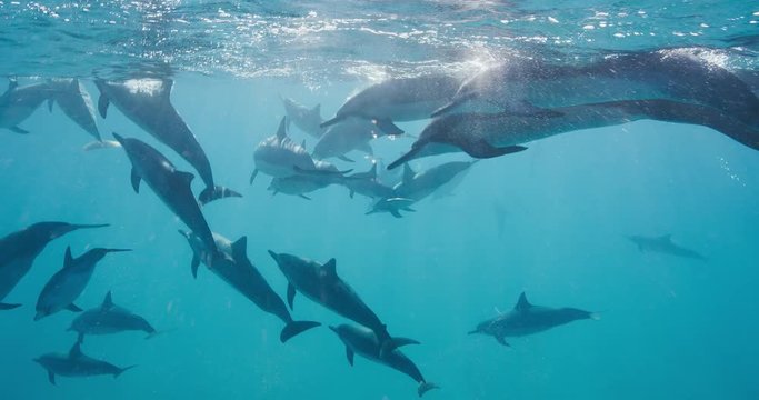 Dolphins swimming together through pristine blue ocean water in slow motion, amazing underwater wildlife