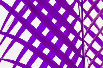 Palm texture background  isolate purple leaf pattern on the surface at phuket Thailand.
