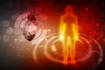2d illustration  Anatomy of Human Heart 
