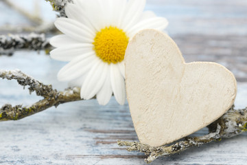 Obraz premium heart, white marguerite and branch lying on wood