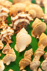 Top view of conch shells collection on green velvet.