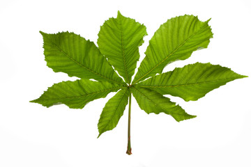 green leaf isolated on white background