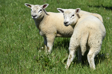 Obraz na płótnie Canvas mouton agneaux viande laine bio agriculture elevage environnement vert animaux