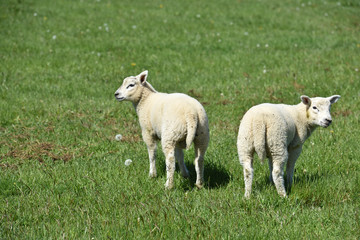 mouton agneaux viande laine bio agriculture elevage environnement vert animaux