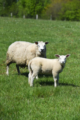 Naklejka na ściany i meble mouton agneaux viande laine bio agriculture elevage environnement vert animaux