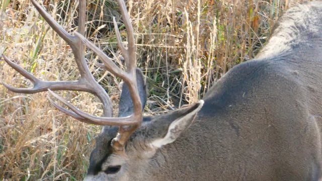Slow motion of large mule deer buck in a field eating grass