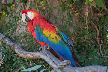 California natural beautiful animals