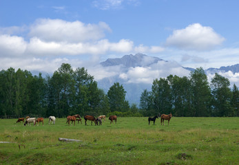 Herd of horses in the Tunkinskaya valley under the mountains of the Tunkinskaya chars