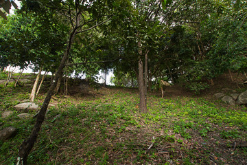 Natural Forest at the North at Phuket Thailand