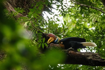 Knobbed hornbill, Aceros cassidix, fed walled female on the nest at a tree top.Tangkoko National Park, Sulawesi, Indonesia, typical animal behavior, exotic birding experience in Asia © Ji