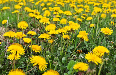 Flowering dandelions in the meadow. Bright yellow summer flowers. Soft selective focus