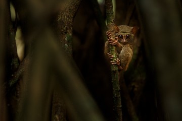 Spectral Tarsier, Tarsius, portrait of rare endemic nocturnal mammal trying to catch and eat grasshopper, cute primate in large ficus tree in jungle, Tangkoko National Park, Sulawesi, Indonesia