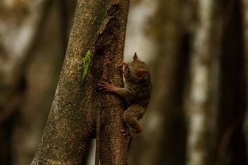 Spectral Tarsier, Tarsius, portrait of rare endemic nocturnal mammal trying to catch and eat grasshopper, cute primate in large ficus tree in jungle, Tangkoko National Park, Sulawesi, Indonesia