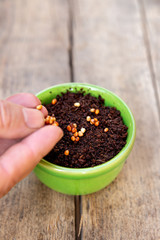 closeup of radish seedlings or sprouts in a green pot on a wooden table