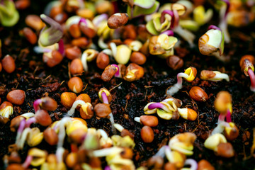 radish seedlings or sprouts, concept fresh, healthy micro greens