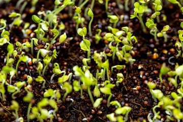 closeup of chicory or red italiko seedlings