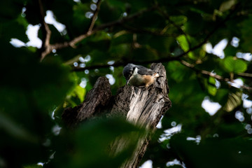 bird