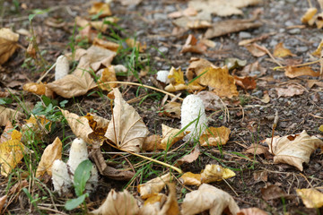 Pilz auf dem Waldboden