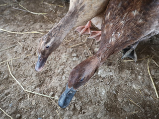 close up of ducks in the farm