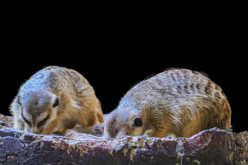 The cute Meerkat isolated