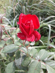red rose in the garden